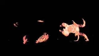 Tanaid, a benthic (thanks Jurgen!) crustacean. MicroCT scan, SkyScan1172, SkyScan CTVox rendering