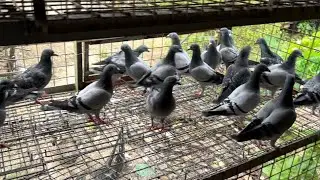 FRESH WANTAI BIRDS🇹🇼🇹🇼🇹🇼
