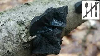 Kisielnica trzoneczkowa&nbsp;(Exidia glandulosa) Tucznawa