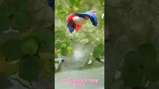 Kết quả sau 2 ng&agrave;y &eacute;p c&aacute; #betta #bettafish #caliathia #nuoica