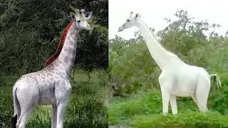 Last Remaining White Giraffes Killed by Poachers!