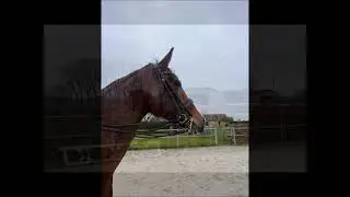 Flytox