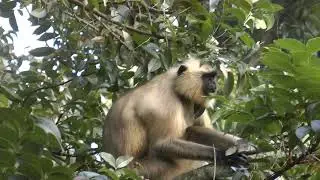 Langur Monkey Eating fruit