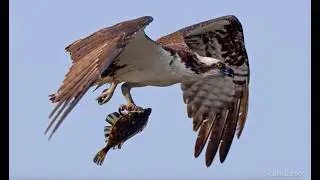 OSPREY FLIES BY WITH HUGE STARRY FLOUNDER! 4K SLOW MO!