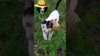 straw hat cat #shorts #cat