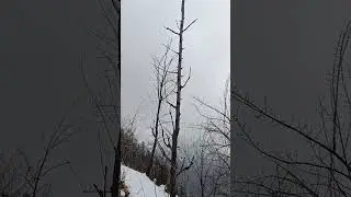 seedling single leader system. Prem Chauhan technique. columnar apple tree