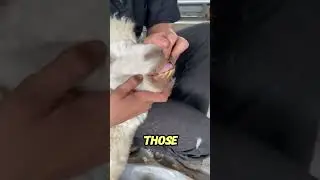Alpacas: Humming Through Life Like a Boss!