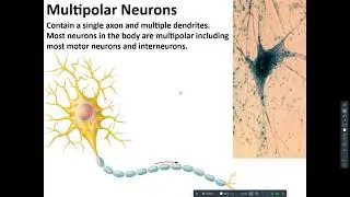 AP1 Lecture Introduction to the Nervous System 2