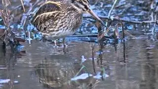 Twenty Devon Birds