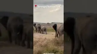 #explore #wildlife #serengeti #serengetisafari #visittanzania #elephant #likecommentsubscribe