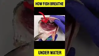How Fish Breath Under Water? #FishRespiration #UnderwaterBreathing
