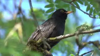 Want some relaxing videos / sounds to play in the background?   You have come to the right channel!
