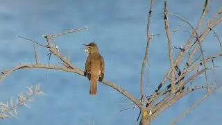 Carricero comun, Acrocephalus scirpaceus, European reed warbler