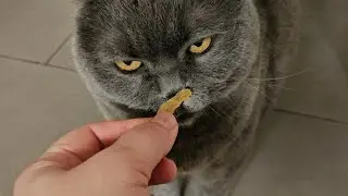 Злой с самого утра 😊🐺 / Британский кот 