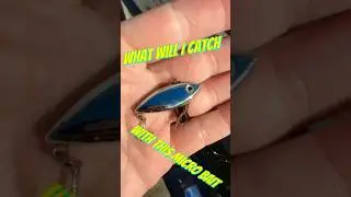 What will I Catch with this Micro bait ? 🍁🎣🕶️ #fishing #trending #shorts
