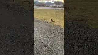 A Crow Watching Traffic #shorts