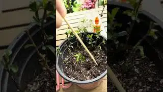 家里有长寿梅盆景，就这样扦插小苗！超简单！你也能轻松成为盆景大户！#扦插#盆景#长寿梅盆景#盆景制作#长寿梅