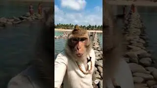 Ram Setu Vlog Day 513 Subscribe for Daily Ramayan Vlog #monkey #dailyvideo #funny #comedy