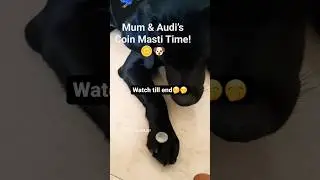 Audi&rsquo;s Funny Reaction to Coins! Must Watch 🐶🪙.#labra @VlogAfterCollege @THEHIMALAYANHUSKY