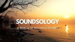 Summer Sunset and Gentle Lake Waves- Meditation, Sleep, Study