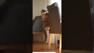 Catnip gone crazy watch my cat flip out #catnip #funnycats #catsofinstagram