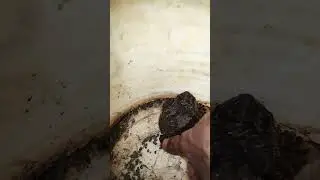Frog funny jumping #funnyvideo #shorts