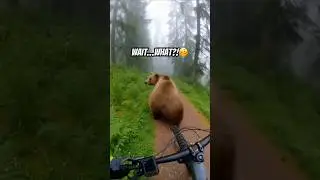 NO WAY😂 #funny #animals #viral #bear #shorts