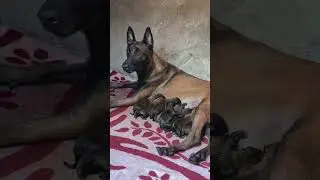 Credit @k9malinoisprince Belgian Malinois Mum 😡