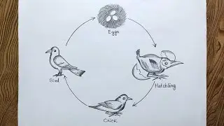 How to draw life cycle of bird/ Easy way to draw life cycle of bird