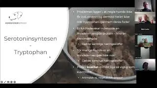 Giver din hunds fuldfoder den nok protein?