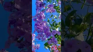 Solanum wandlandii es una explotaci&oacute;n de flores #shortsvideo #flowers #plants