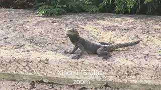 Xiaomi 15 Ultra a beautiful lizard Video zoom #xiaomi #xiaomi15ultra #shorts #keşfet 