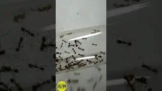 Hormiga Chilena