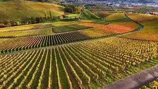 Weinberge bei Tiergarten im goldenen Herbstlicht
