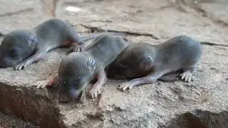 The mouse is pathetic those who love animals pity them, but those who do not like them are afraid.