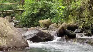 The Ultimate Study Ambience | Forest Stream Water Flow Sounds