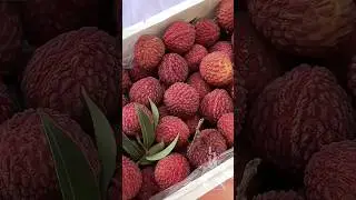 Lychee season - Fresh lychee #fruit #shorts #lychee