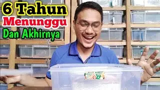 Penetasan Ular Jali Albino / Albino Ptyas Mucosus by ''REPTILE ZONE''