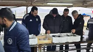 PUSULASIZ HAYAT BALIK MEZATINDAN CANLI YAYINDA. 1 ŞUBAT PAZAR.