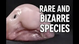 Rare and Bizarre Animal Species