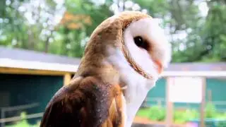 Wild Wings Bird Sanctuary - by Ben Gonyo of LocalLocal.tv