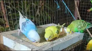 Kingdom of Birds is live!