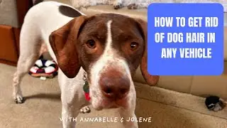 The Best Way To Get Dog Hair Under Control In Any Vehicle #doghair