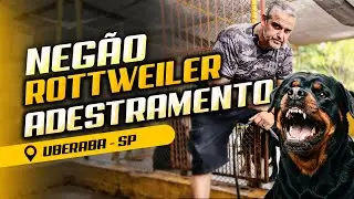 ROTTWEILER — NEGÃO — A PROVA DE QUE EXPERIÊNCIA MUDA TUDO