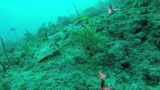 Shark presence