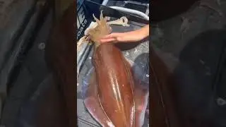 Fishing 🎣 #fishing #ratnagiri #ratnagirifishing #fishingvideo