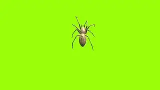 Eating spider green screen 360 degree angel। green screen। green screen। ostad animation