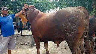 16.500‼️HARGA REMUKK BAKULE PUSING PASAR TUTUP | Pasar Sapi Tuban