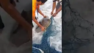 Look at how many sea turtles were entangled in this discarded fishing net! 😯 #ocean #animalrescue