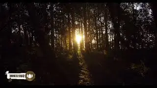 Misty Morning Sunlight through Forest Trees